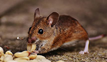 24 Hour & Emergency Exterminators in Ijamsville, MD